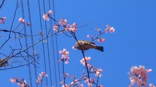 20170219河津桜4a.jpg