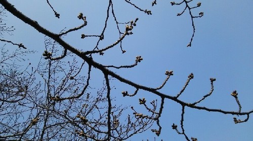 20170319_2a.jpg