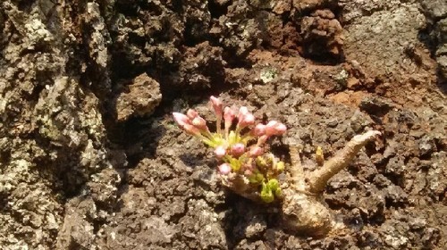 20170319_4a.jpg