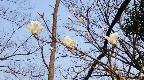 20170319_5a.jpg