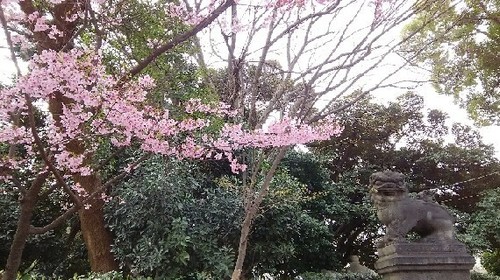20170402_sakura_6a.jpg