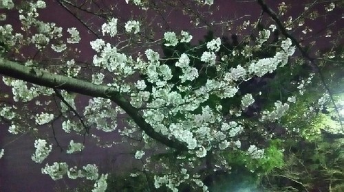 20170405_sakura_1a.jpg