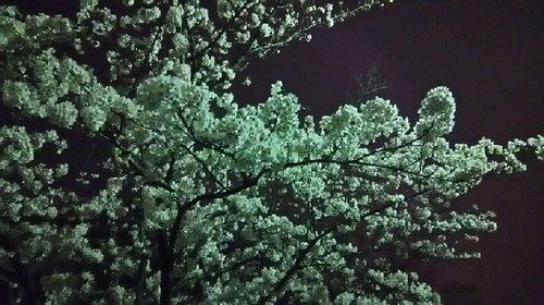 20170405_sakura_2a.jpg