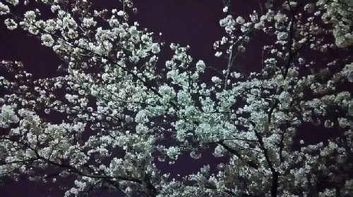20170405_sakura_3a.jpg