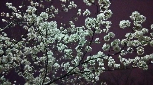 20170405_sakura_4a.jpg