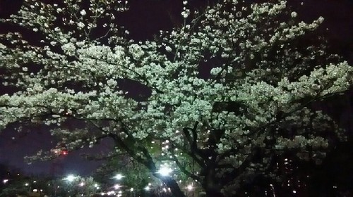 20170405_sakura_5a.jpg