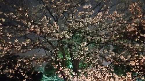 20170406_sakura_2a.jpg