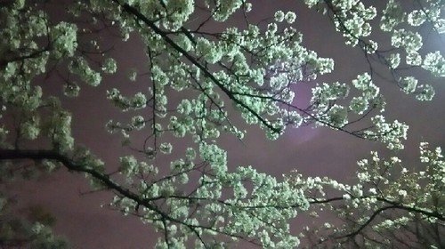 20170406_sakura_3a.jpg
