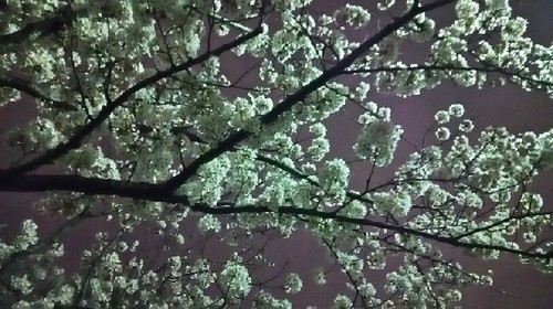 20170406_sakura_4a.jpg