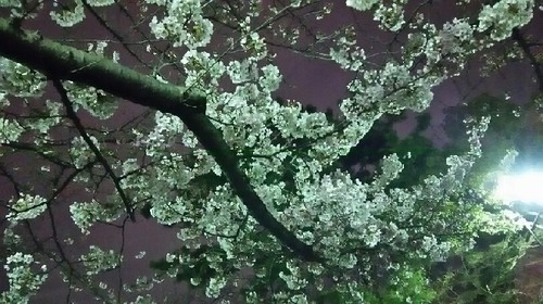 20170406_sakura_5a.jpg