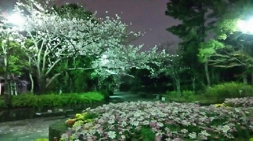 20170406_sakura_6a.jpg