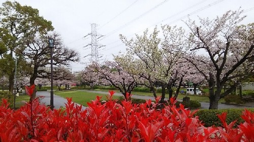 20170407_sakura_2a.jpg
