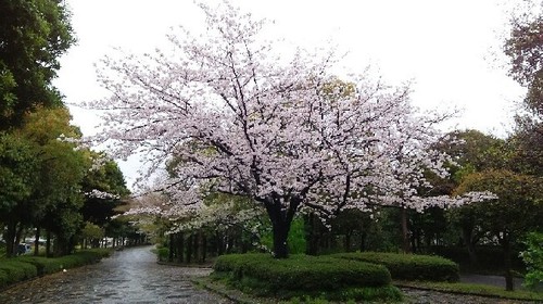 20170409_sakura_1_大女優a.jpg