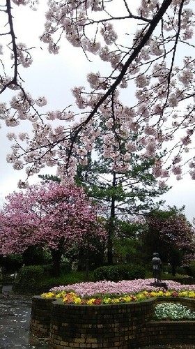 20170409_sakura_2a.jpg