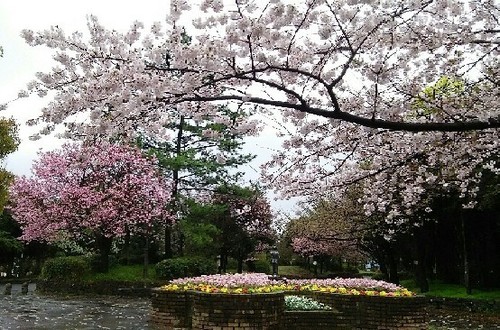 20170409_sakura_3a.jpg