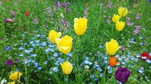 20170416_hana_2a.jpg