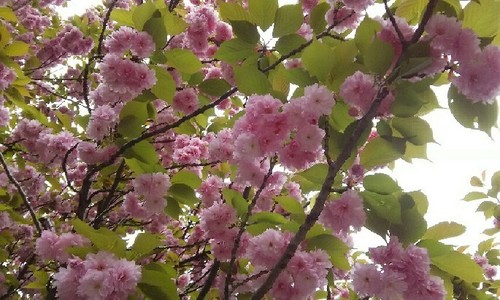 20170422_関山a.jpg