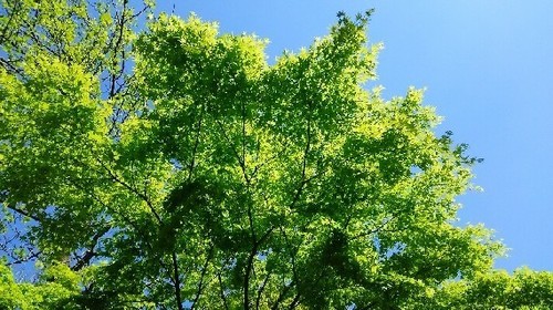 20170423_midori_1a.jpg
