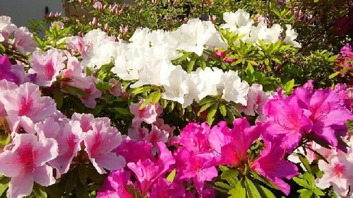 20170429_tsutsuji_2a.jpg