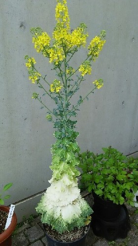 20170503_hana_a.jpg