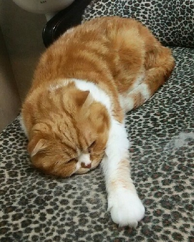 20170513_nekobukuro_5a.jpg
