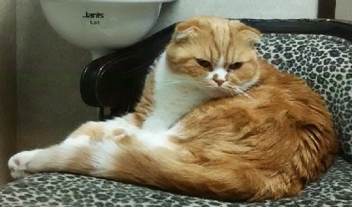 20170513_nekobukuro_6a.jpg