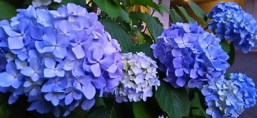 20170617_ajisai_3a.jpg