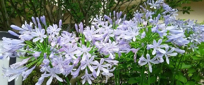 20170702_agapansasu_a.jpg