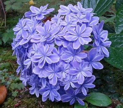 20170702_ajisai_1a.jpg