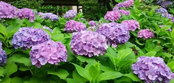 20170702_ajisai_3a.jpg