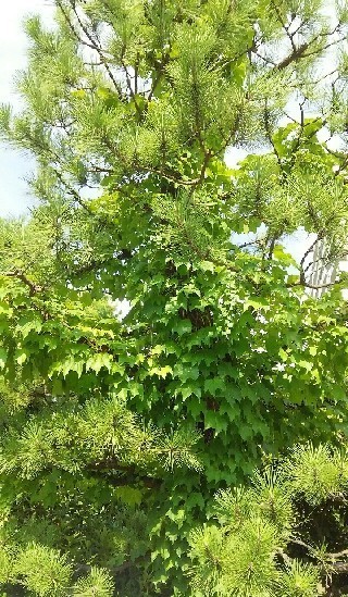 20170723_松の木a.jpg