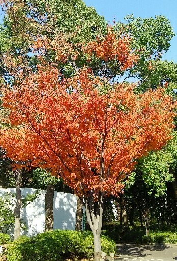 20171105_紅葉_03a.jpg