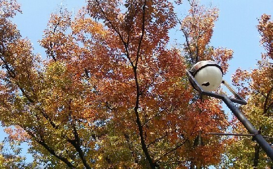 20171105_紅葉_04a.jpg