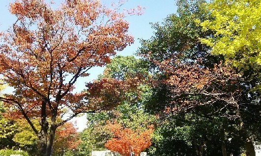 20171105_紅葉_06a.jpg