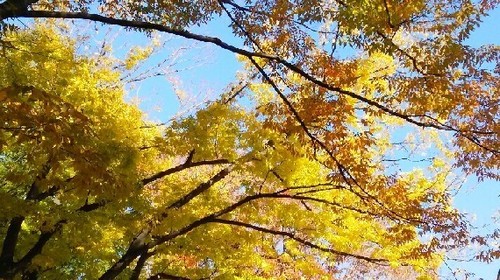20171125_ueno_04a.jpg
