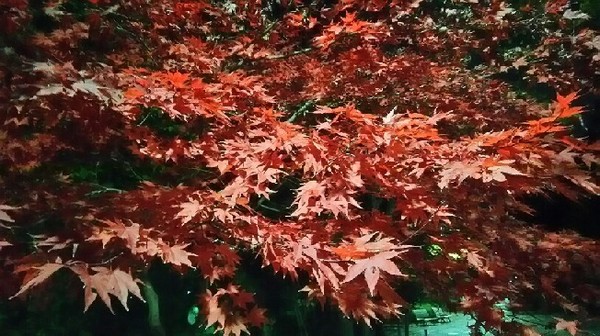 20171126_夜もみじ_02a.jpg