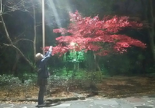 20171126_夜もみじ_04a.jpg