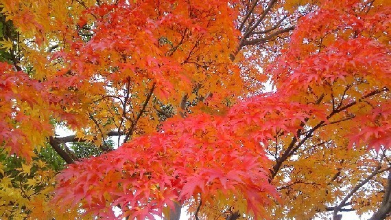 20171202_紅葉a.jpg