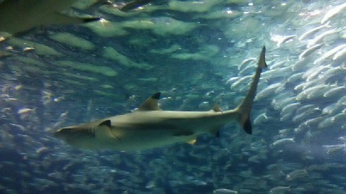 20180102_葛西臨海水族園_03a.jpg