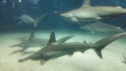 20180102_葛西臨海水族園_05a.jpg