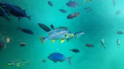 20180102_葛西臨海水族園_07a.jpg