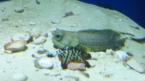 20180102_葛西臨海水族園_08a.jpg