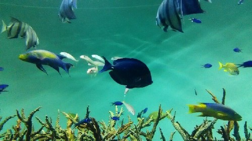 20180102_葛西臨海水族園_09a.jpg