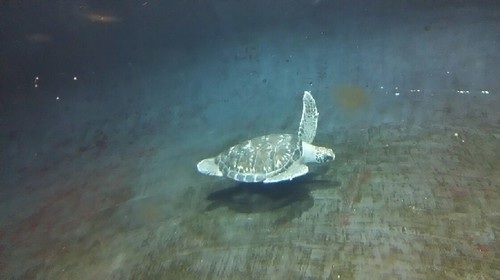 20180102_葛西臨海水族園_10a.jpg