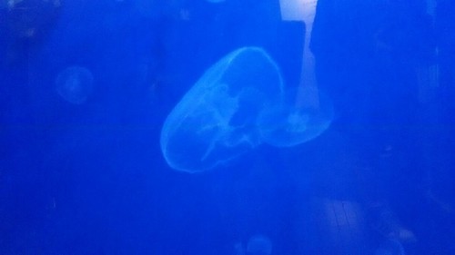 20180102_葛西臨海水族園_11a.jpg
