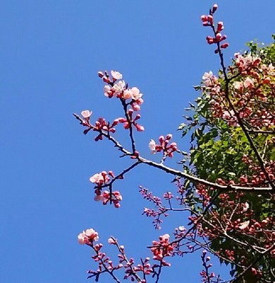 20180317_桜蕾a.jpg