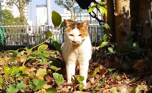 20180325_ちゃはちさん_01a.jpg