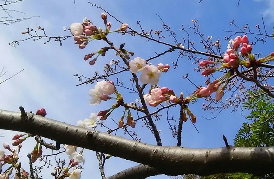 20180325_sakura_1-1a.jpg