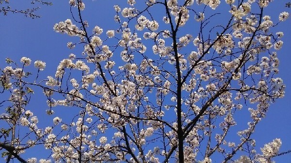 20180325_sakura_1-2a.jpg