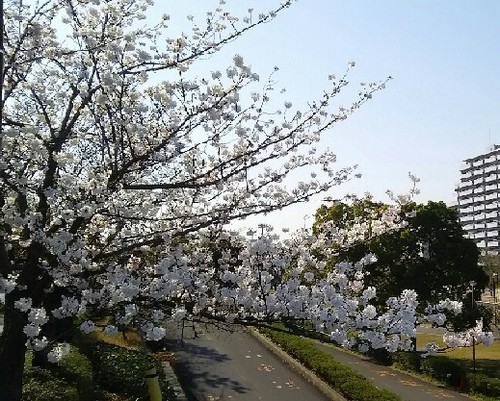20180325_sakura_1-3a.jpg